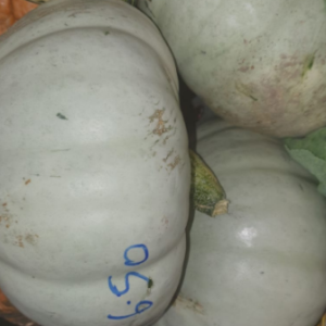 White Large Pumpkins