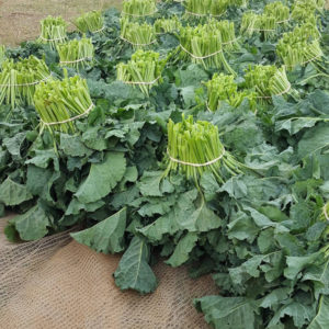 Greens Covo/ Sukuma Wiki