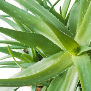 Aloe Vera 
Big leaf