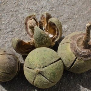African chewing gum
Matohwe /4