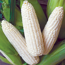 Zim Fresh Maize (frozen)
3 cobs