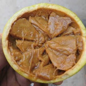 Matamba (Monkey Orange) /KG start august starts August