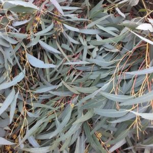 Dried Eucalyptus Gum tree leaves 30 g