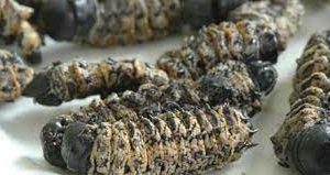 MADORA
MOPANI WORMS 
BULK BUY
1KG