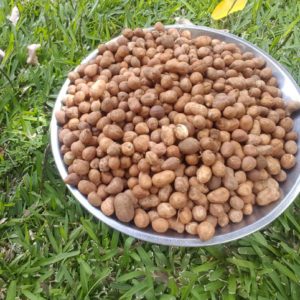 Fresh Frozen Roundnuts 
Nyimo 
Idhlubu kg
Mbambara nuts