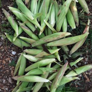 Fresh Frozen
White Maize