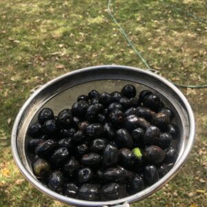 Tsubvu 
Umtshwankele 
Gwaimana 
Chocolate Berry 500g