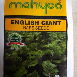 English Giant Rape Seeds approx 1200 seeds