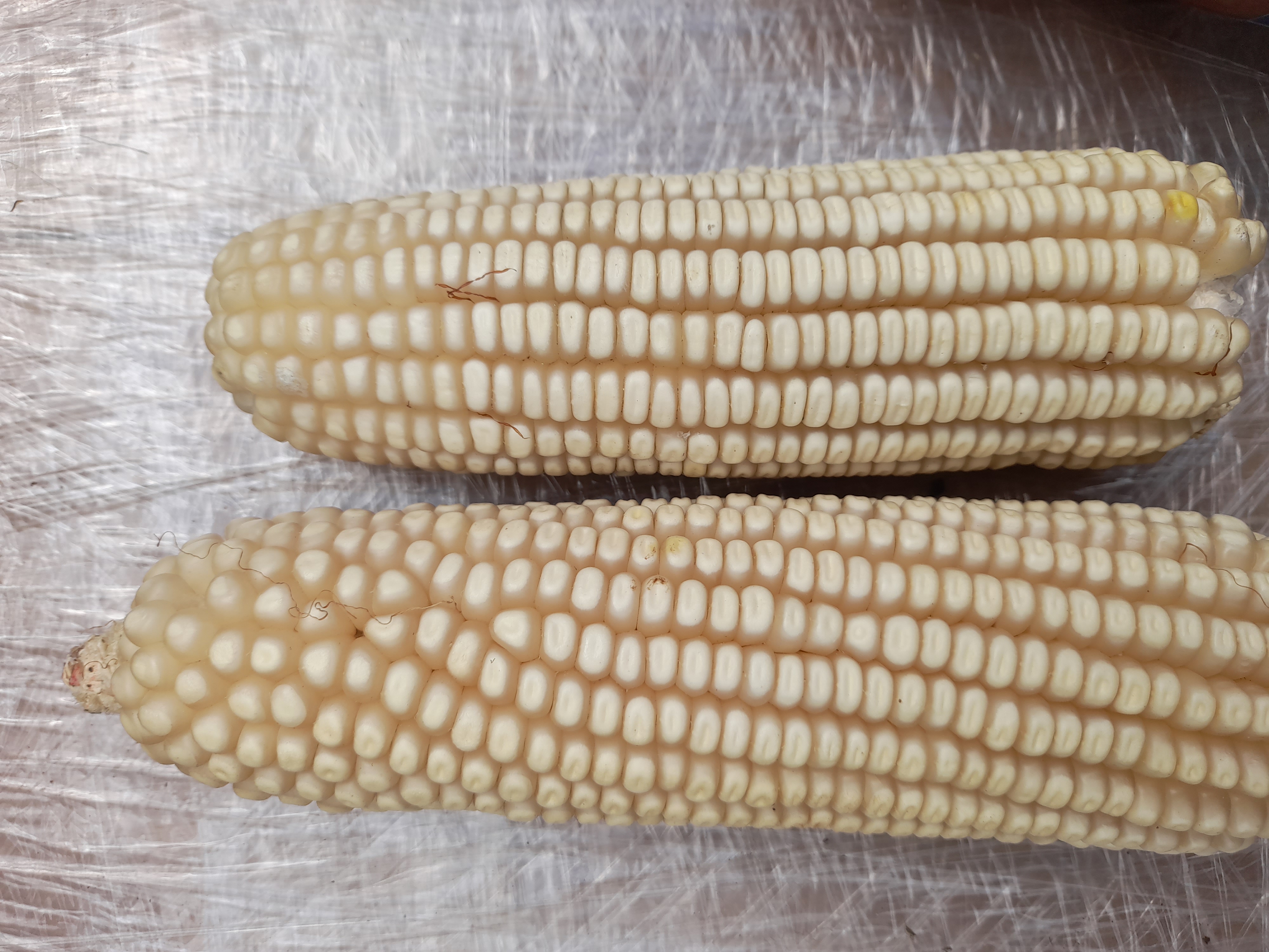 Zim Dry Maize On Cob (2)
New season
