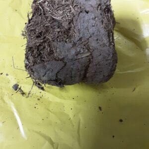 Elephant Dung Poo