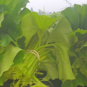 Fresh Pumpkin leaves